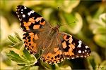 Vanessa_cardui