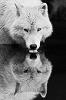 _Schattenwolf