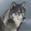 Wolfi_Wolfblo
