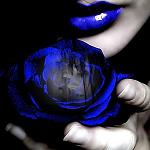 FashionIcedRose