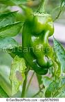 XGreenpepperX