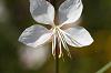 Palustris