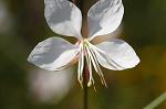 Palustris