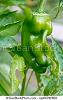 Greenpepper