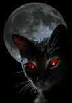Catiii_BlackCat_