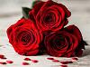 Lady_Nishay