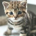 Babsymausi
