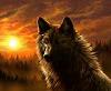 BlackWolf_WHV