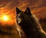 BlackWolf_WHV