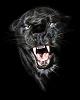 Oo_BlackPuma_