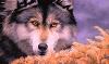 Wolf152