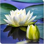 Seerose