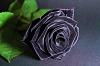 Black_Rose_