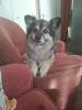 Nisha_Shadow
