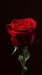 Mianka_Darkside