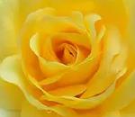 Rosenlover