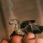 little_Dragon